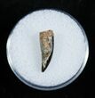Nice Dromaeosaur/Raptor Tooth From Montana #2034-1